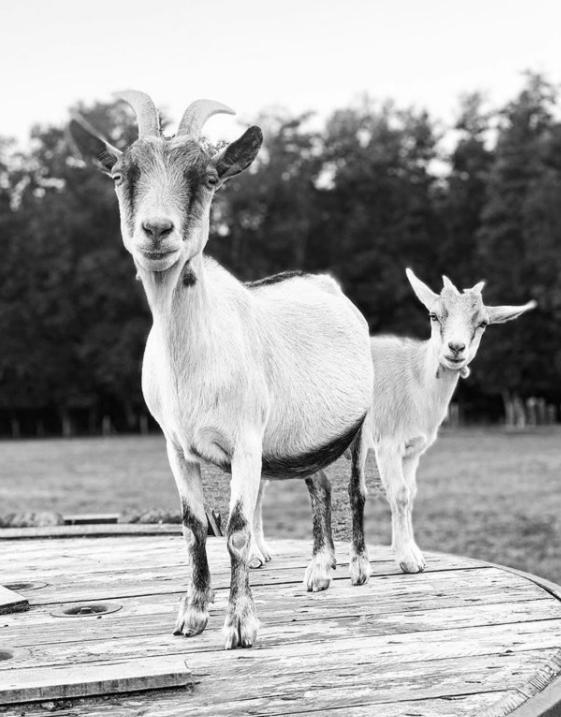 Gite A La Ferme Chant'Alouette Etauliers Eksteriør billede